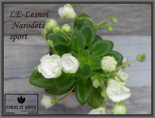 LE-Lesnoi Narodets sport